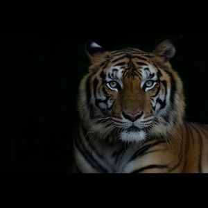 Meet your Posher, Walter